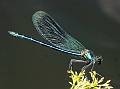Calopteryx splendens, Banded Demoiselle, Gebänderte Prachtlibelle, Motýlice lesklá