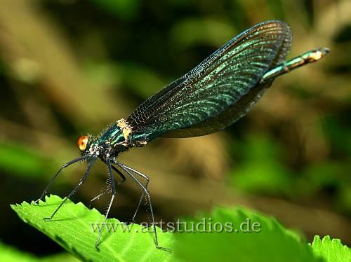 Calopteryx virgo, Beautiful Demoiselle, Blauflügel-Prachtlibelle, Motýlice obecná