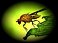 Invertebrates Arthropods Insects Arachnids - Dragonflies, Beetles,
Butterflies, Bugs